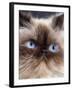 Persian Chocolate Point Close-Up of Face-null-Framed Photographic Print