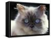 Persian Cream Cat, Close Up of Face and Blue Eyes-Adriano Bacchella-Framed Stretched Canvas