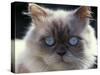 Persian Cream Cat, Close Up of Face and Blue Eyes-Adriano Bacchella-Stretched Canvas