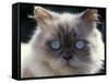 Persian Cream Cat, Close Up of Face and Blue Eyes-Adriano Bacchella-Framed Stretched Canvas
