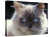 Persian Cream Cat, Close Up of Face and Blue Eyes-Adriano Bacchella-Stretched Canvas