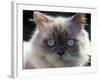 Persian Cream Cat, Close Up of Face and Blue Eyes-Adriano Bacchella-Framed Photographic Print
