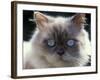 Persian Cream Cat, Close Up of Face and Blue Eyes-Adriano Bacchella-Framed Photographic Print