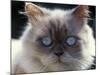 Persian Cream Cat, Close Up of Face and Blue Eyes-Adriano Bacchella-Mounted Photographic Print