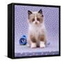 Persian Cross Kitten, Sitting-Jane Burton-Framed Stretched Canvas