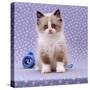 Persian Cross Kitten, Sitting-Jane Burton-Stretched Canvas