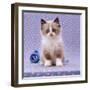 Persian Cross Kitten, Sitting-Jane Burton-Framed Photographic Print