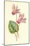 Persian Cyclamen-Frederick Edward Hulme-Mounted Giclee Print