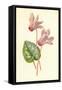 Persian Cyclamen-Frederick Edward Hulme-Framed Stretched Canvas