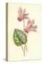 Persian Cyclamen-Frederick Edward Hulme-Stretched Canvas