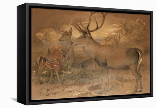 Persian Deer-Joseph Wolf-Framed Stretched Canvas