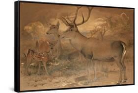 Persian Deer-Joseph Wolf-Framed Stretched Canvas