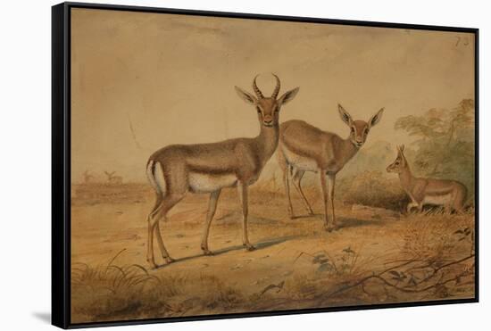 Persian Gazelle-Joseph Wolf-Framed Stretched Canvas