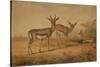 Persian Gazelle-Joseph Wolf-Stretched Canvas