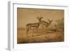 Persian Gazelle-Joseph Wolf-Framed Giclee Print