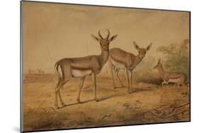 Persian Gazelle-Joseph Wolf-Mounted Giclee Print