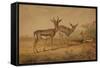 Persian Gazelle-Joseph Wolf-Framed Stretched Canvas