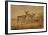 Persian Gazelle-Joseph Wolf-Framed Giclee Print