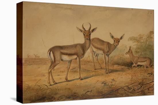 Persian Gazelle-Joseph Wolf-Stretched Canvas