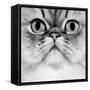 Persian Golden Shaded Black and White-null-Framed Stretched Canvas