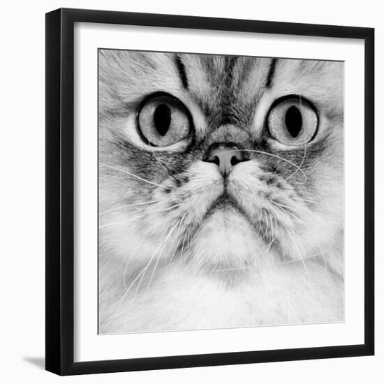 Persian Golden Shaded Black and White-null-Framed Photographic Print