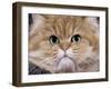 Persian Golden Shaded-null-Framed Photographic Print