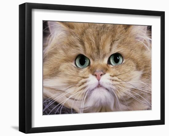 Persian Golden Shaded-null-Framed Photographic Print