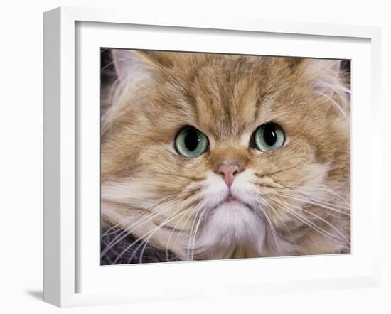 Persian Golden Shaded-null-Framed Photographic Print