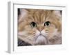 Persian Golden Shaded-null-Framed Photographic Print