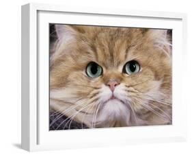 Persian Golden Shaded-null-Framed Photographic Print