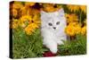 Persian Kitten (Baby Doll Type) in Red Basket, Harvard, Illinois, USA-Lynn M^ Stone-Stretched Canvas