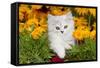 Persian Kitten (Baby Doll Type) in Red Basket, Harvard, Illinois, USA-Lynn M^ Stone-Framed Stretched Canvas