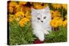 Persian Kitten (Baby Doll Type) in Red Basket, Harvard, Illinois, USA-Lynn M^ Stone-Stretched Canvas