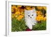 Persian Kitten (Baby Doll Type) in Red Basket, Harvard, Illinois, USA-Lynn M^ Stone-Framed Photographic Print