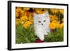 Persian Kitten (Baby Doll Type) in Red Basket, Harvard, Illinois, USA-Lynn M^ Stone-Framed Photographic Print