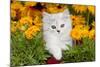 Persian Kitten (Baby Doll Type) in Red Basket, Harvard, Illinois, USA-Lynn M^ Stone-Mounted Photographic Print