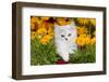 Persian Kitten (Baby Doll Type) in Red Basket, Harvard, Illinois, USA-Lynn M^ Stone-Framed Photographic Print