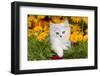 Persian Kitten (Baby Doll Type) in Red Basket, Harvard, Illinois, USA-Lynn M^ Stone-Framed Photographic Print