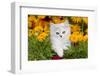 Persian Kitten (Baby Doll Type) in Red Basket, Harvard, Illinois, USA-Lynn M^ Stone-Framed Photographic Print