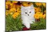 Persian Kitten (Baby Doll Type) in Red Basket, Harvard, Illinois, USA-Lynn M^ Stone-Mounted Photographic Print