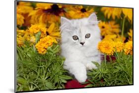 Persian Kitten (Baby Doll Type) in Red Basket, Harvard, Illinois, USA-Lynn M^ Stone-Mounted Photographic Print