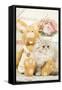 Persian Kitten by Rabbit Cuddly Toy-null-Framed Stretched Canvas