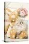 Persian Kitten by Rabbit Cuddly Toy-null-Stretched Canvas