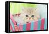 Persian Kitten in Basket-null-Framed Stretched Canvas