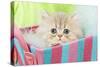 Persian Kitten in Basket-null-Stretched Canvas