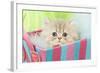 Persian Kitten in Basket-null-Framed Photographic Print