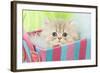 Persian Kitten in Basket-null-Framed Photographic Print