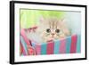 Persian Kitten in Basket-null-Framed Photographic Print