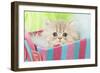 Persian Kitten in Basket-null-Framed Photographic Print