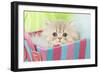Persian Kitten in Basket-null-Framed Photographic Print